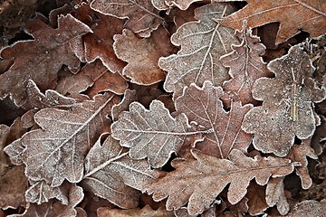Image showing Fallen frosty leaves