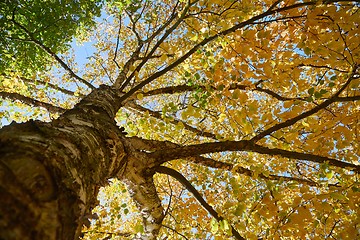 Image showing Autumn tree branches