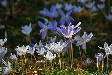 Image showing Flowers in breeze