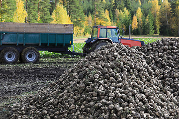 Image showing Harvesting Sugar Beet