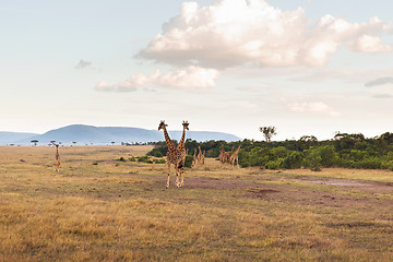 Image showing group of giraffes in savannah at africa