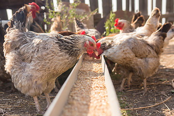 Image showing Domestic chickens in the aviary need food from the tray