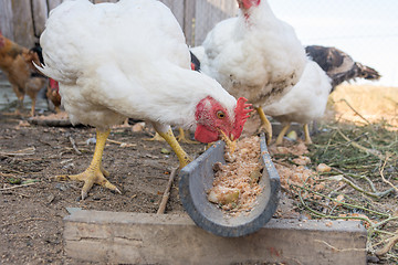 Image showing Chicken bites food from a homemade tray on the farm