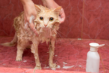 Image showing Homemade cat bathing in the bathroom