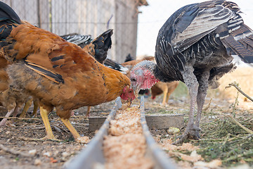 Image showing Turkeys and chicken eat food from the tray