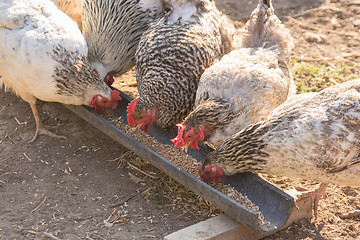 Image showing Homemade chicken broiler eat food