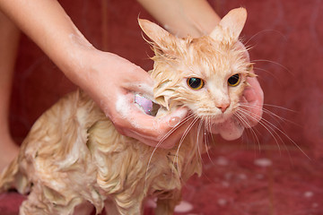 Image showing Female hands soap the shampoo home cat