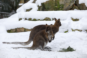 Image showing Red-necked Wallaby in snowy winter