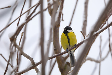 Image showing beautiful small bird great tit in winter