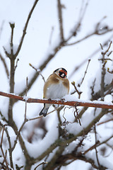 Image showing small bird European goldfinch in winter