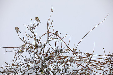 Image showing flock of small bird European goldfinch in winter