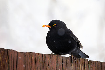 Image showing male of Common blackbird bird