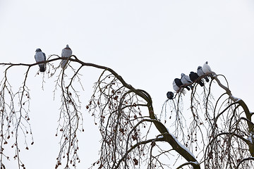 Image showing pigeons sitting on the branch in winter