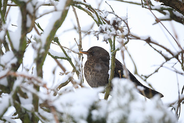 Image showing female of Common blackbird bird