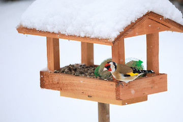 Image showing European goldfinch in simple bird feeder