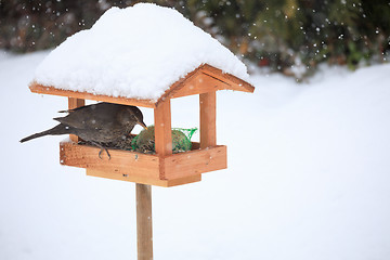 Image showing Common blackbird blackbird in simple bird feeder