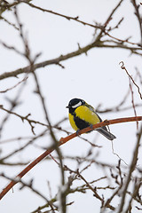 Image showing beautiful small bird great tit in winter