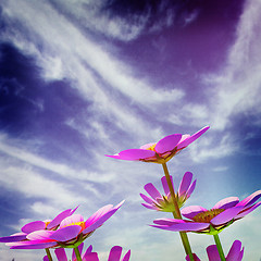 Image showing Beautiful Cosmos Flower against the sky. 3D illustration.. Vinta