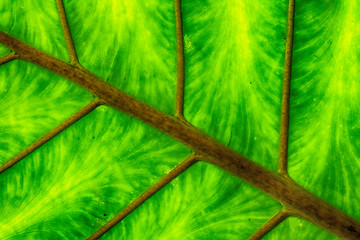 Image showing green leaf texture