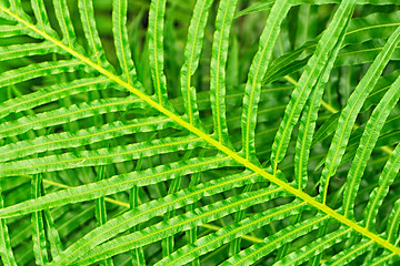 Image showing green leaf texture