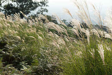 Image showing Mountain with Chinese silvergrass