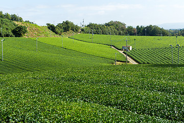 Image showing Green Tea plantation 