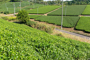 Image showing Fresh green tea field