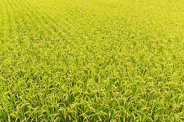 Image showing Paddy rice field