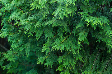 Image showing Forrest of green pine tree