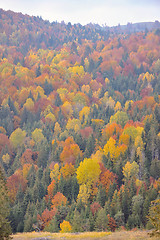 Image showing Autumn foliage over river