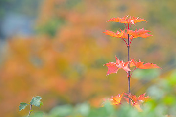Image showing Single maple tree leaves