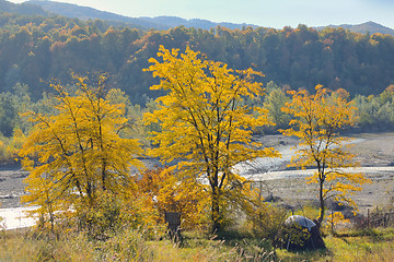 Image showing Autumn foliage over river