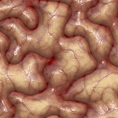 Image showing Brain texture