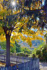 Image showing Autumn single tree