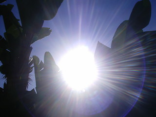 Image showing Backlight Banana Tree