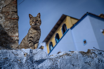 Image showing Cat in Chefchaouen, the blue city in the Morocco.