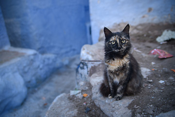 Image showing Cat in Chefchaouen, the blue city in the Morocco.