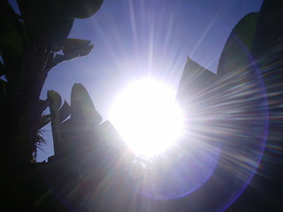 Image showing Backlight Banana Tree