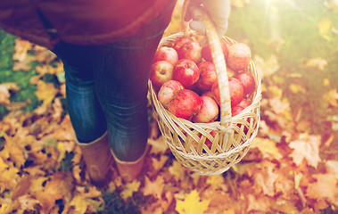 Image showing woman with basket of apples at autumn garden