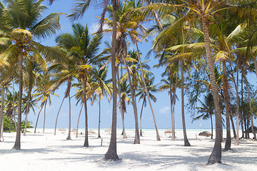 Image showing Perfect white sandy beach with palm trees, Paje, Zanzibar, Tanzania