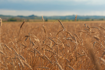 Image showing wheat field on sunset