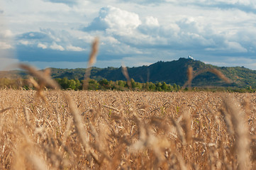 Image showing wheat field on sunset