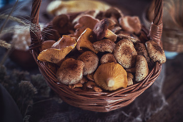 Image showing Different mushrooms in basket