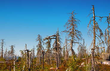 Image showing Strange Dry Forest