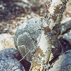 Image showing Natural Lichen Texture Background