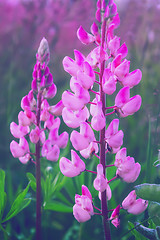 Image showing Beautiful Blooming Pink Lupine