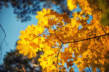 Image showing Autumn leaves, for background