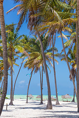 Image showing Perfect white sandy beach with palm trees, Paje, Zanzibar, Tanzania