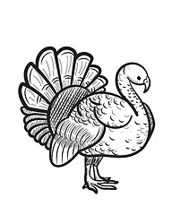 Image showing Thanksgiving day turkey hand drawn sketch icon.