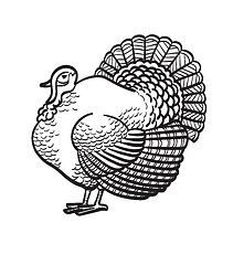 Image showing Thanksgiving day turkey hand drawn sketch icon.